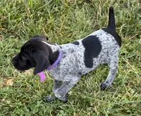 Ember. ( Black roan), a female German Shorthaired Pointer for sale in Oroville, CA – 7 of 10