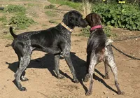 Ember. ( Black roan), a female German Shorthaired Pointer for sale in Oroville, CA – 8 of 10