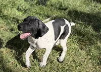 Pepper (Blk &Whte), a female German Shorthaired Pointer for sale in Oroville, CA – 10 of 10