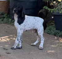 Cassie ( FULL AKC), a female German Shorthaired Pointer for sale in Oroville, CA – 8 of 10