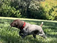 Sadie, a female German Shorthaired Pointer for sale in Oroville, CA – 4 of 10