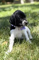 Cassie, a female German Shorthaired Pointer for sale in Oroville, CA – 4 of 10