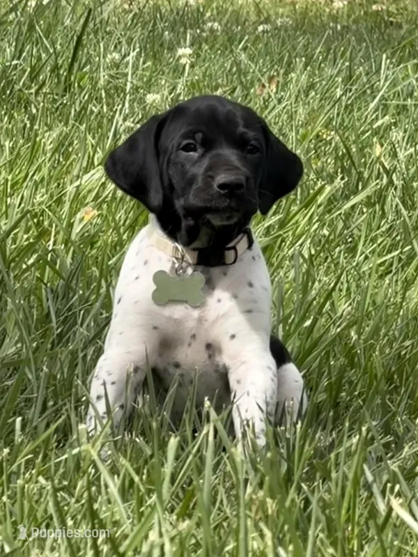 Pepper – German Shorthaired Pointer puppy for sale in Oroville, CA