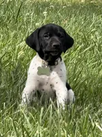 Pepper, a female German Shorthaired Pointer for sale in Oroville, CA – 1 of 10