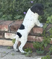 Pepper, a female German Shorthaired Pointer for sale in Oroville, CA – 5 of 10