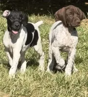 Pepper (on hold), a female German Shorthaired Pointer for sale in Oroville, CA – 9 of 10