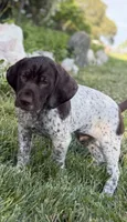 Goose ( on hold), a male German Shorthaired Pointer for sale in Oroville, CA – 2 of 10