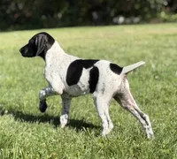 Pepper (Full AKC), a female German Shorthaired Pointer for sale in Oroville, CA – 4 of 10