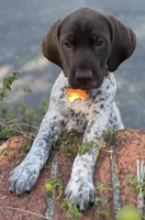 Goose ( on hold), a male German Shorthaired Pointer for sale in Oroville, CA – 1 of 10