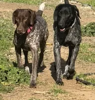 Sadie, a female German Shorthaired Pointer for sale in Oroville, CA – 10 of 10