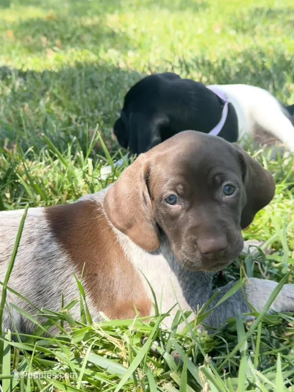 Sadie – German Shorthaired Pointer puppy for sale in Oroville, CA