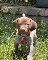 Sadie, a female German Shorthaired Pointer for sale in Oroville, CA – 3 of 10
