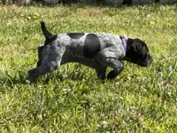 Ember. ( Black roan), a female German Shorthaired Pointer for sale in Oroville, CA – 2 of 10
