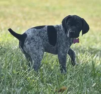 Ember. ( Black roan), a female German Shorthaired Pointer for sale in Oroville, CA – 6 of 10