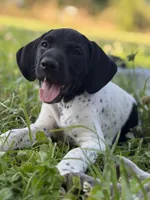 Pepper (Blk&white), a female German Shorthaired Pointer for sale in Oroville, CA – 2 of 10