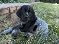Rowdy ( on hold), a male German Shorthaired Pointer for sale in Oroville, CA – 10 of 10