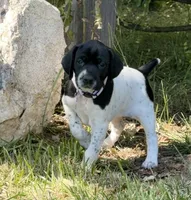 Cassie, a female German Shorthaired Pointer for sale in Oroville, CA – 6 of 10