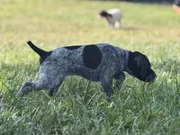 Ember. ( Black roan), a female German Shorthaired Pointer for sale in Oroville, CA – 5 of 10