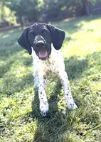 Pepper (Full AKC), a female German Shorthaired Pointer for sale in Oroville, CA – 9 of 10