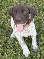 Goose ( liver&white), a male German Shorthaired Pointer for sale in Oroville, CA – 1 of 10