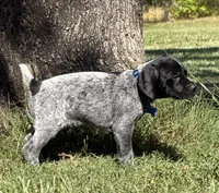 Rowdy ( black roan), a male German Shorthaired Pointer for sale in Oroville, CA – 3 of 10