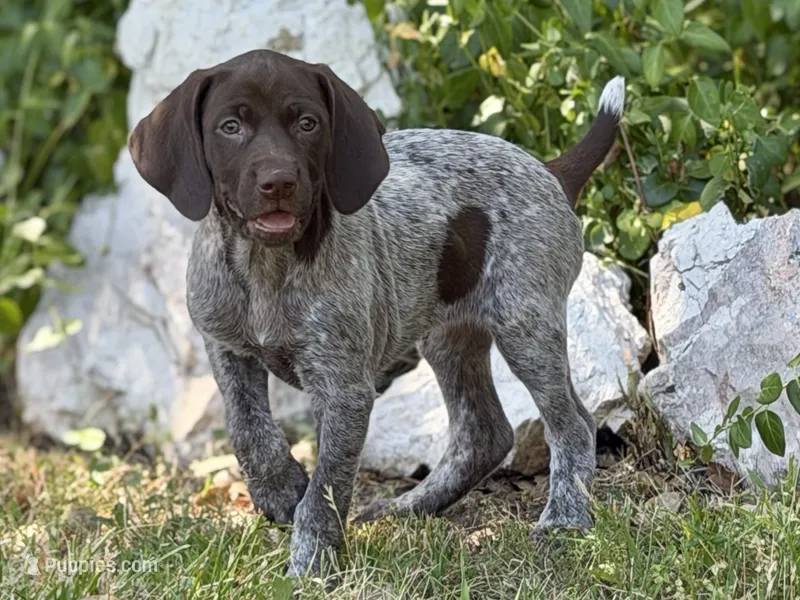 Sadie (liver roan) – German Shorthaired Pointer puppy for sale in Oroville, CA