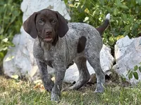 Sadie (liver roan), a female German Shorthaired Pointer for sale in Oroville, CA – 1 of 9
