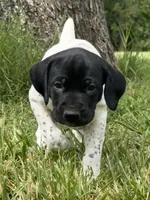 Pepper, a female German Shorthaired Pointer for sale in Oroville, CA – 4 of 10
