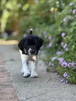 Cassie, a female German Shorthaired Pointer for sale in Oroville, CA – 2 of 10