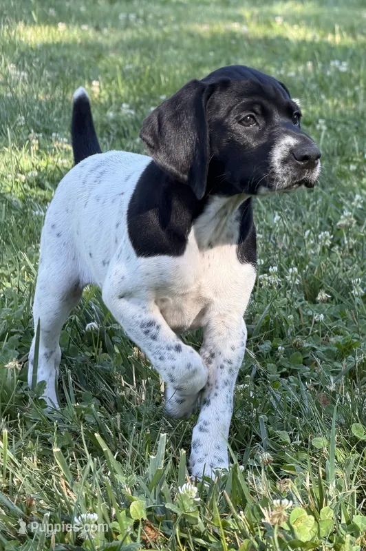 Cassie ( Blk&white) – German Shorthaired Pointer puppy for sale in Oroville, CA