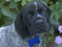 Rowdy ( black roan), a male German Shorthaired Pointer for sale in Oroville, CA – 5 of 10