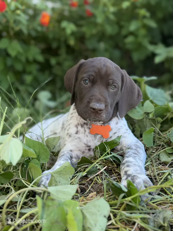 Goose – German Shorthaired Pointer puppy for sale in Oroville, CA