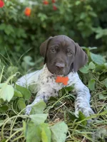 Goose, a male German Shorthaired Pointer for sale in Oroville, CA – 1 of 10