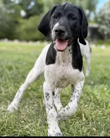 Cassie ( FULL AKC), a female German Shorthaired Pointer for sale in Oroville, CA – 7 of 10