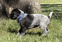 Rowdy ( black roan), a male German Shorthaired Pointer for sale in Oroville, CA – 2 of 10
