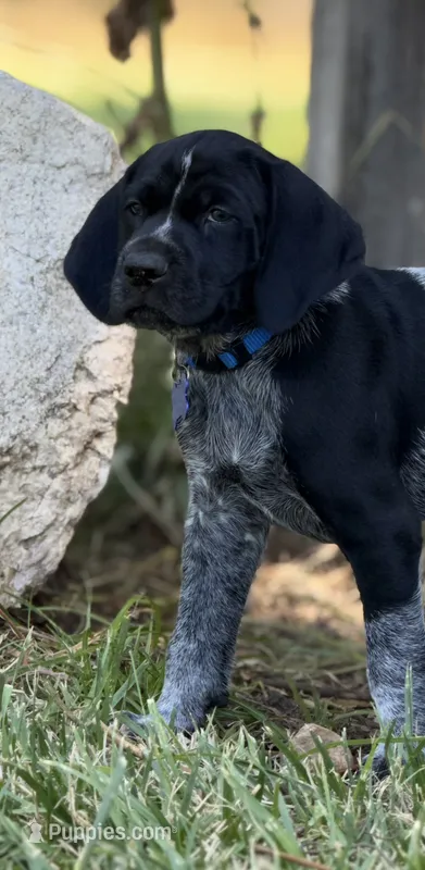 Rowdy ( black roan) – German Shorthaired Pointer puppy for sale in Oroville, CA