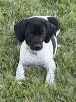 Pepper (on hold), a female German Shorthaired Pointer for sale in Oroville, CA – 10 of 10