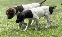 Cassie ( FULL AKC), a female German Shorthaired Pointer for sale in Oroville, CA – 9 of 10