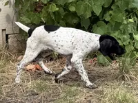 Pepper (Blk &Whte), a female German Shorthaired Pointer for sale in Oroville, CA – 8 of 10