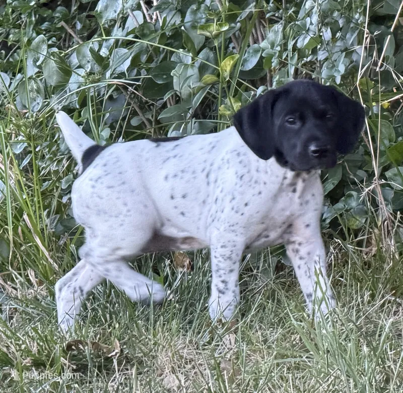 Pepper (Blk&white) – German Shorthaired Pointer puppy for sale in Oroville, CA