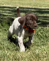 Goose, a male German Shorthaired Pointer for sale in Oroville, CA – 3 of 10