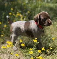 Sadie, a female German Shorthaired Pointer for sale in Oroville, CA – 5 of 10