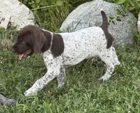 Goose ( on hold), a male German Shorthaired Pointer for sale in Oroville, CA – 3 of 10
