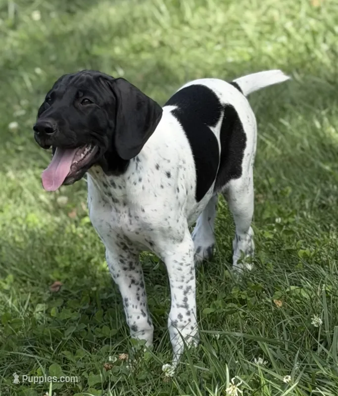 Pepper (Blk &Whte) – German Shorthaired Pointer puppy for sale in Oroville, CA