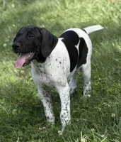 Pepper (Blk &Whte), a female German Shorthaired Pointer for sale in Oroville, CA – 1 of 10