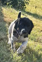 Cassie ( Blk&white), a female German Shorthaired Pointer for sale in Oroville, CA – 2 of 10