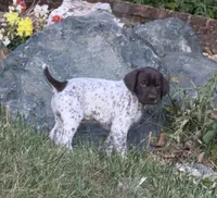 Goose, a male German Shorthaired Pointer for sale in Oroville, CA – 5 of 10