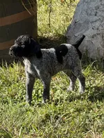 Ember. ( Black roan), a female German Shorthaired Pointer for sale in Oroville, CA – 3 of 10