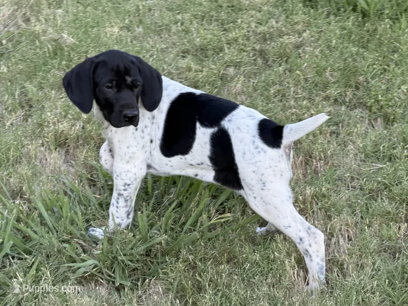 Pepper (Blk&white) – German Shorthaired Pointer puppy for sale in Oroville, CA
