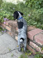 Rowdy ( black roan), a male German Shorthaired Pointer for sale in Oroville, CA – 8 of 10